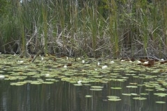 Lago de Tesoro, Krokodilfarm_33