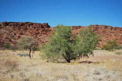 Felsenbilder in Twyfelfontein_60