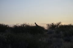 Namibia 2012_267