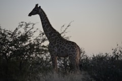 Namibia 2012_268