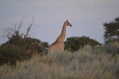 Namibia 2012_276