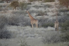 Namibia 2012_278
