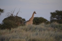 Namibia 2012_279