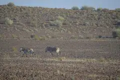 Namibia 2012_7