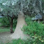 Auf dem Weg zum Etosha Nationalpark_172