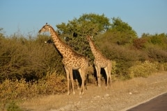 Jeepsafari und Bustour im Etosha Nationalpark_11