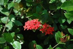 Cienfuegos, Botanischer Garten, Trinidad_106
