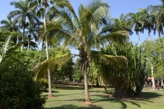 Cienfuegos, Botanischer Garten, Trinidad_12