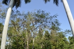 Cienfuegos, Botanischer Garten, Trinidad_21