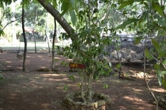 Cienfuegos, Botanischer Garten, Trinidad_3