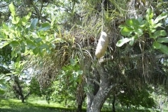 Cienfuegos, Botanischer Garten, Trinidad_73