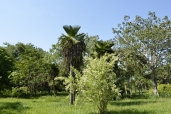 Cienfuegos, Botanischer Garten, Trinidad_75