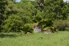 Cienfuegos, Botanischer Garten, Trinidad_76