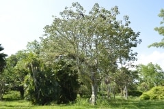 Cienfuegos, Botanischer Garten, Trinidad_77