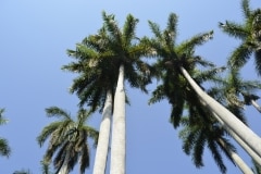 Cienfuegos, Botanischer Garten, Trinidad_7