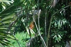 Cienfuegos, Botanischer Garten, Trinidad_89