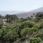 Fuerteventura im Frühling 2014_300